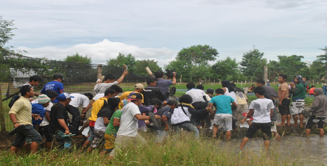 Farmers break through the wired fence of the Department of Agriculture (DA) compound to uproot golden rice plants . (Photo courtesy of Sikwal-GMO/ Bulatlat.com)